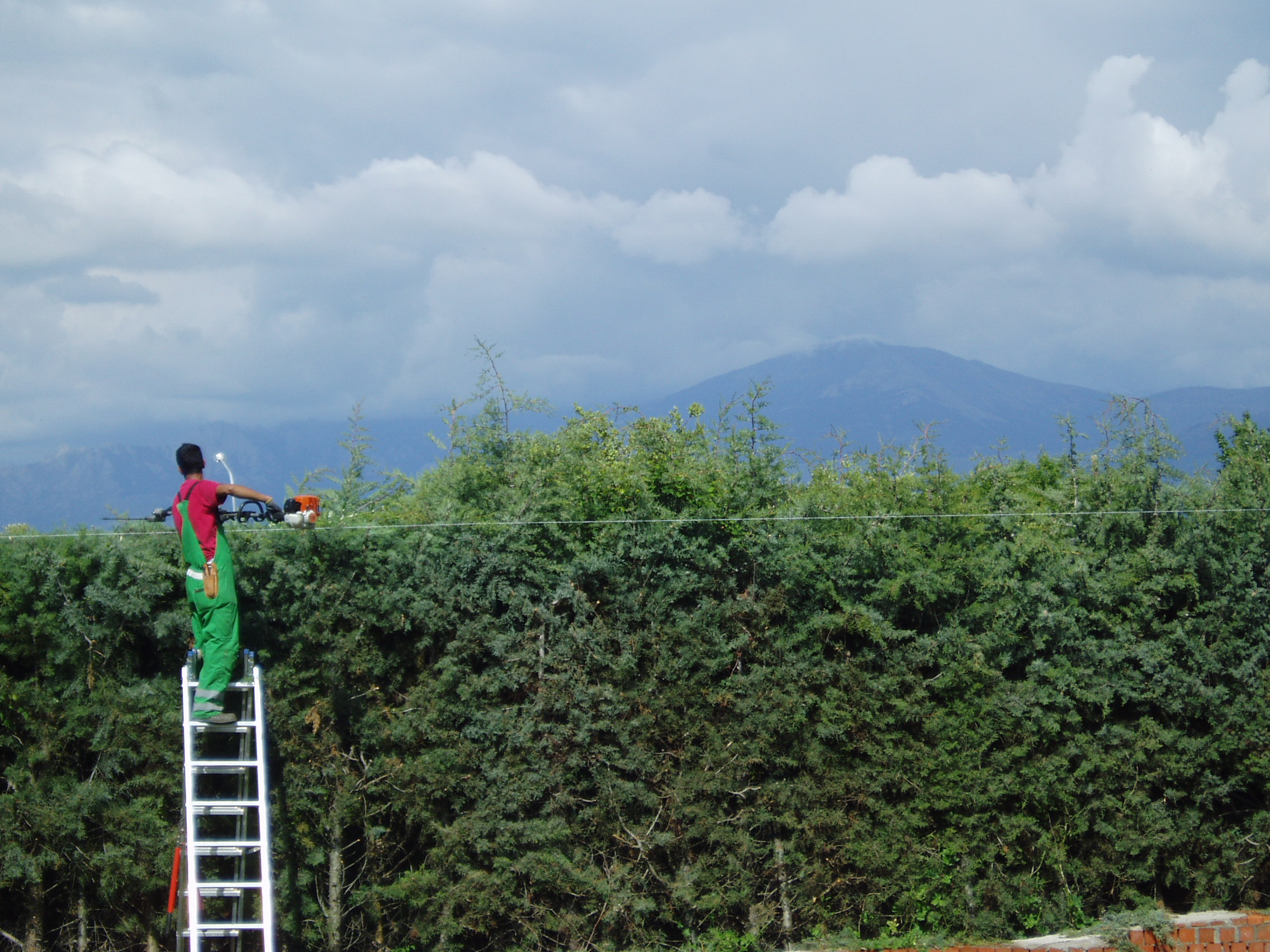 Mantenimiento de setos de arizónica