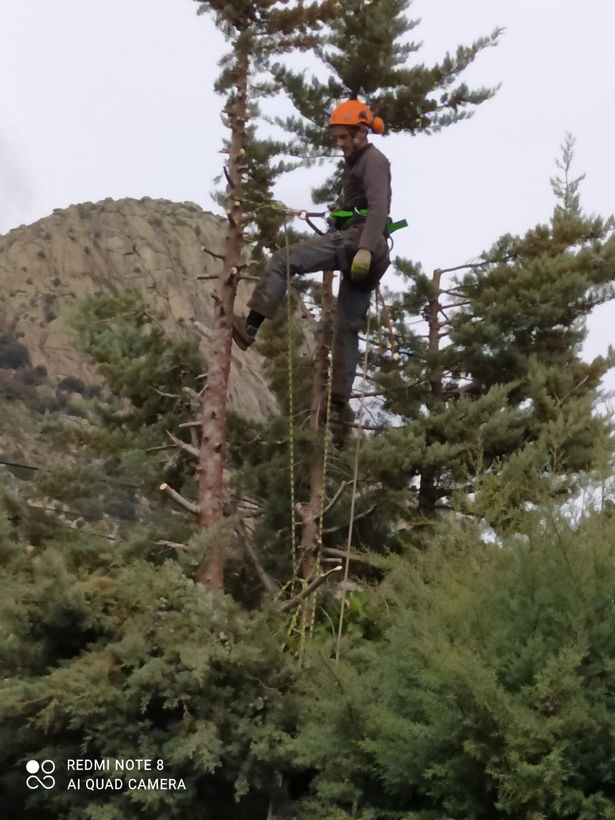 Poda profesional de arbustos