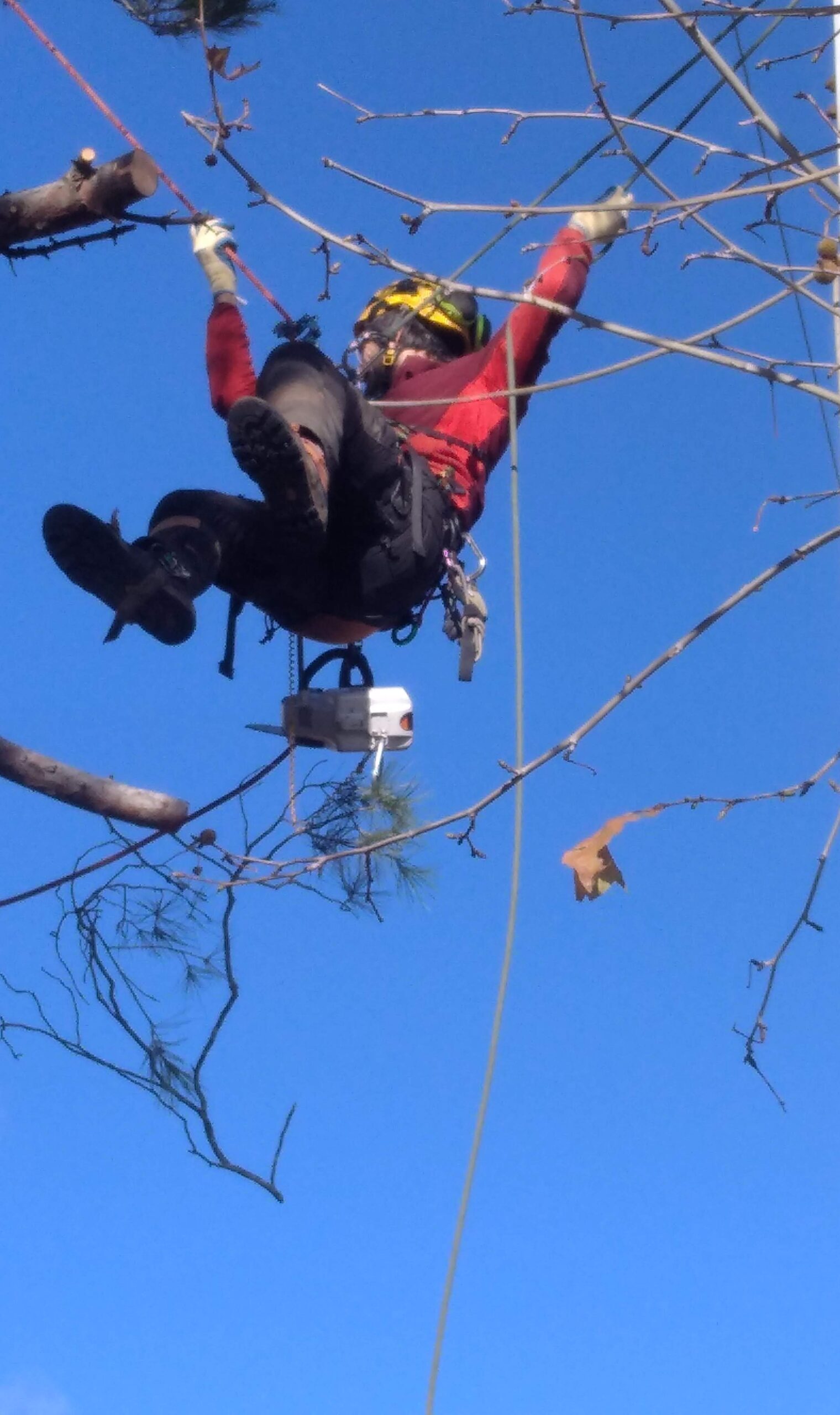 Talado de pinos en La Cabrera, Sierra Norte, 2023.