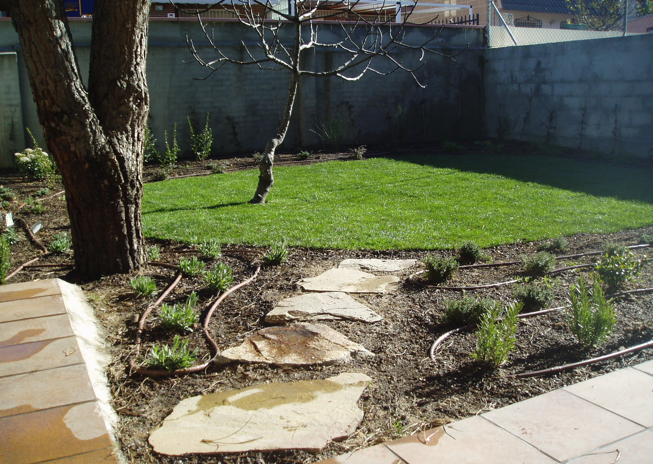 Jardín con sistema de riego y plantas resistentes.