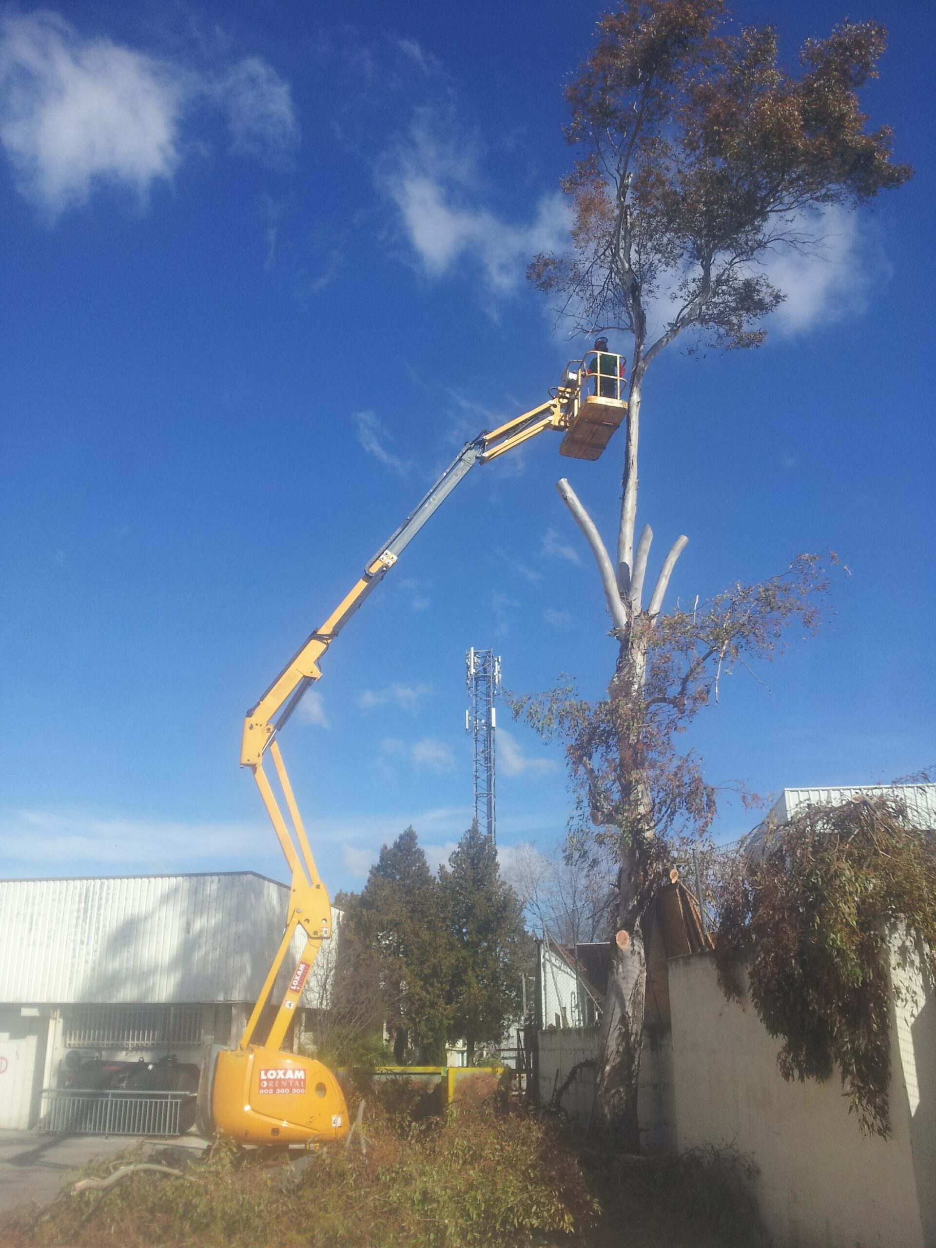 Tala de eucalipto realizada en 2011 usando técnicas avanzadas y seguras Tala de eucalipto en 2011