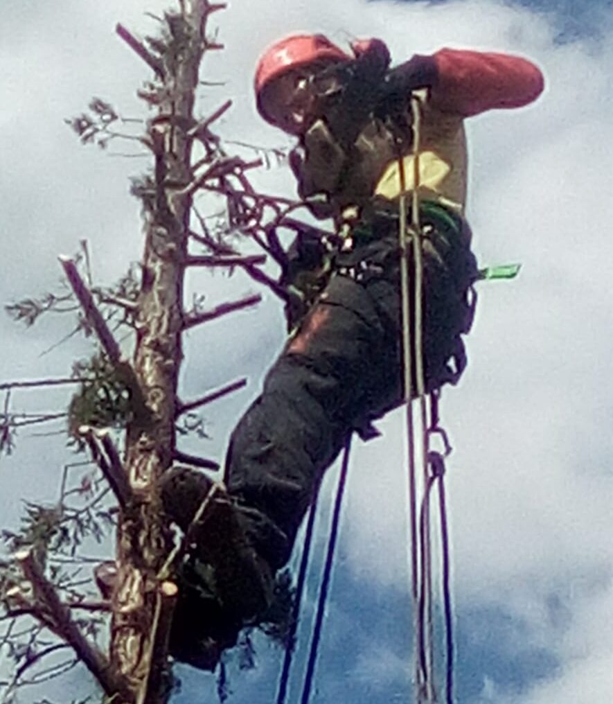 Poda de formación en árboles