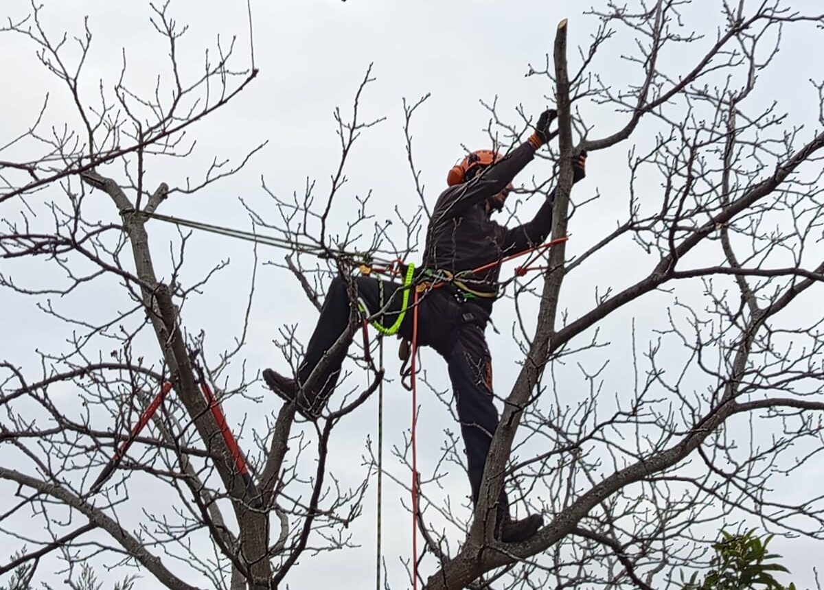 Desmochado de Populus nigra