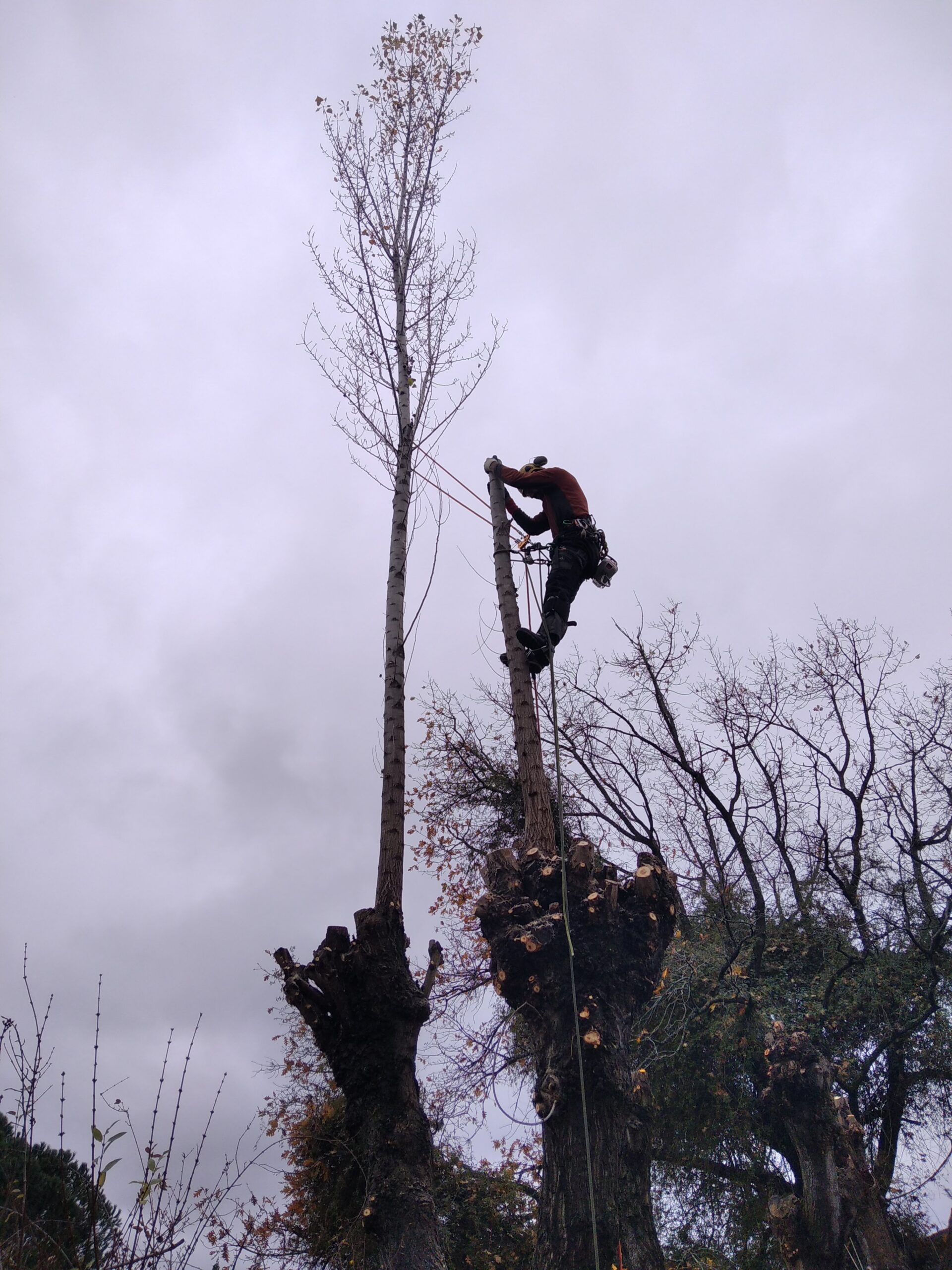 Gestión de residuos de poda