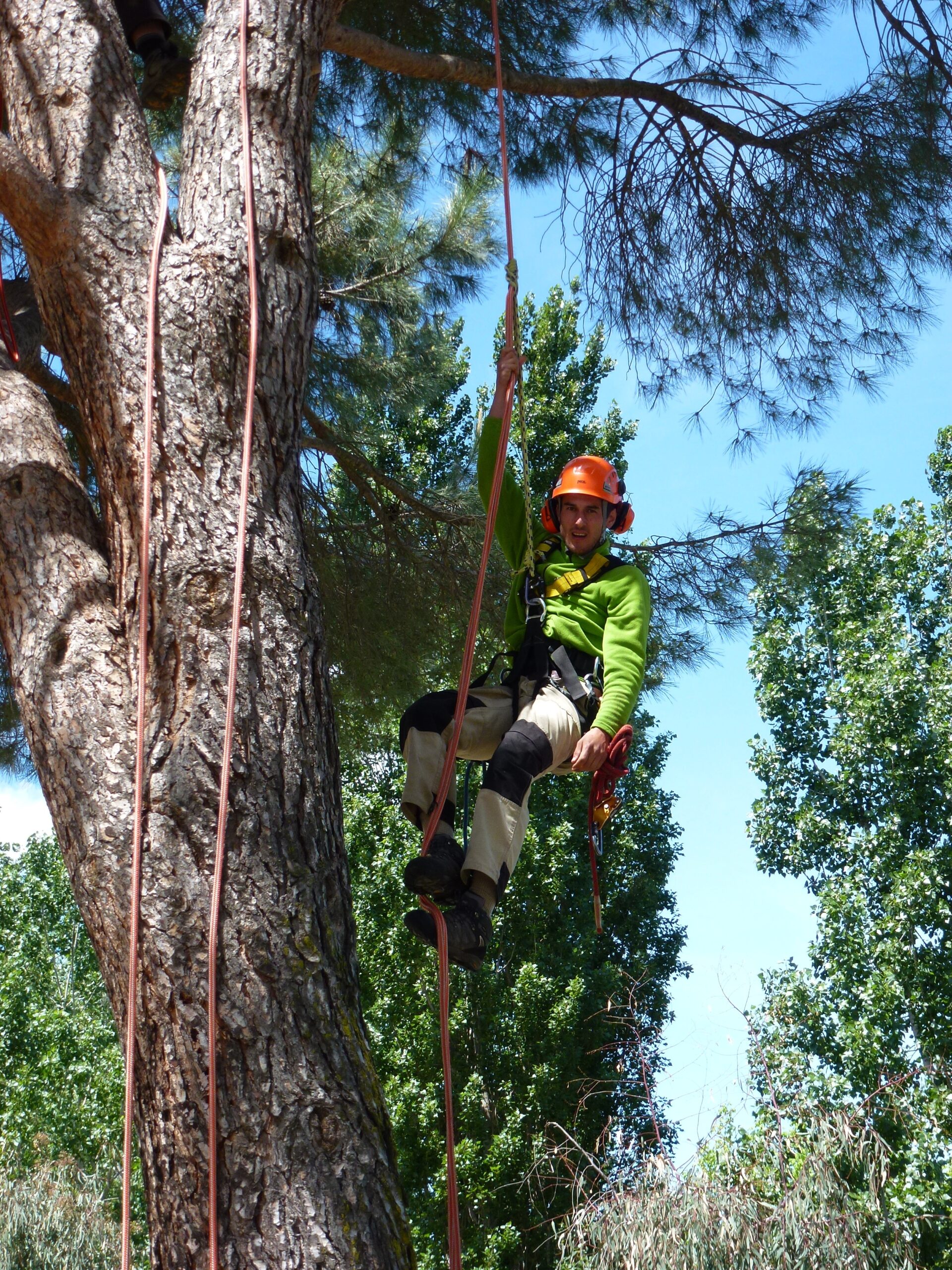Uso de plataforma elevadora para acceder a partes difíciles de un árbol durante la poda Plataforma elevadora para poda