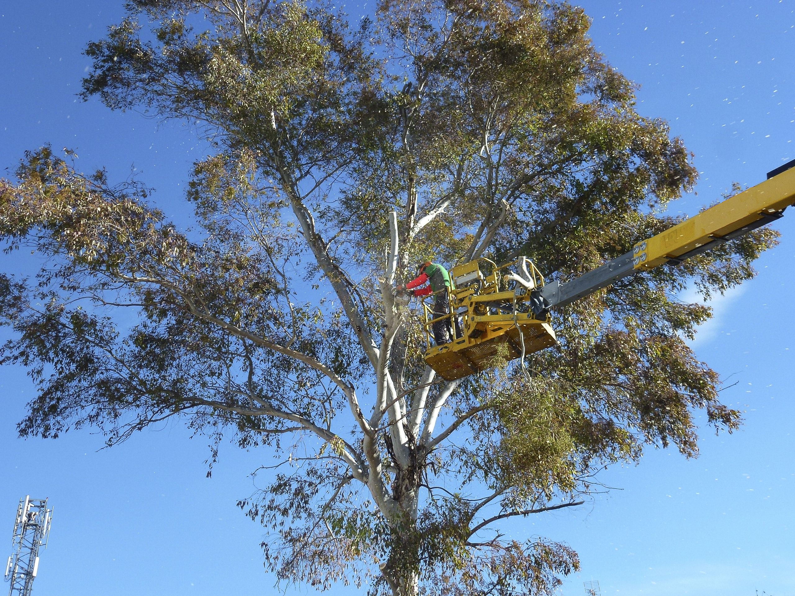 Tala de pinos en Boadilla 2015