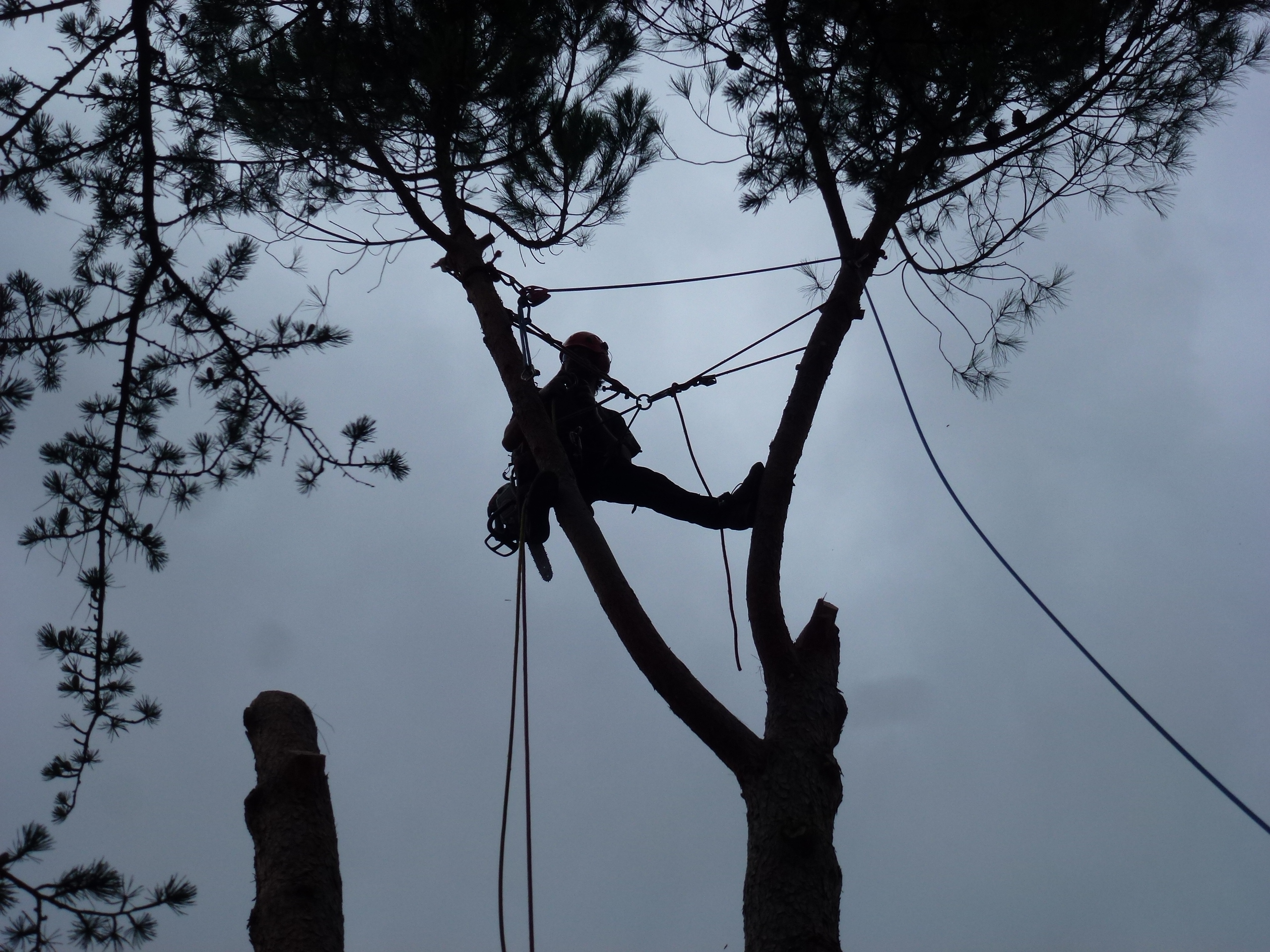 Poda en altura en 2003