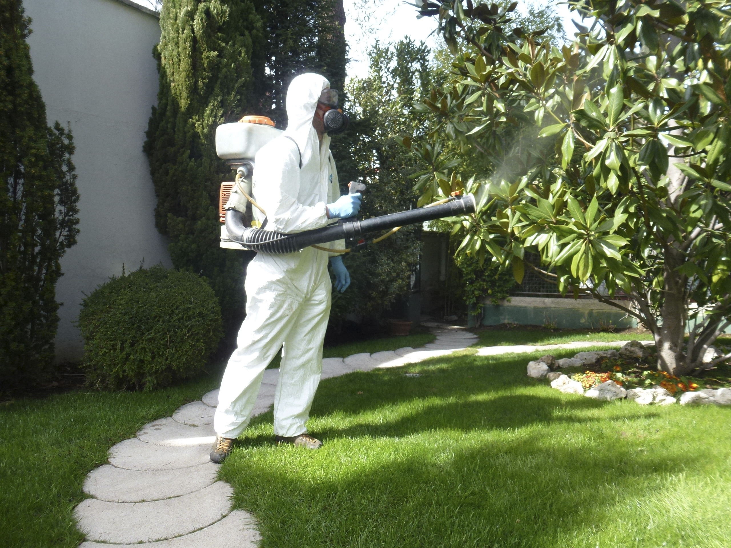 Técnica de endoterapia para aplicar tratamientos directamente en los árboles. Técnica de endoterapia