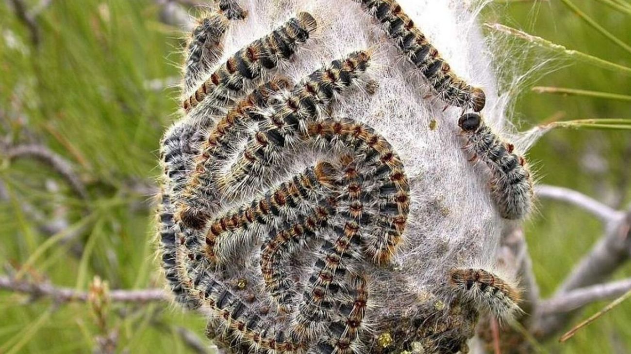 Cuidado de plantas y árboles