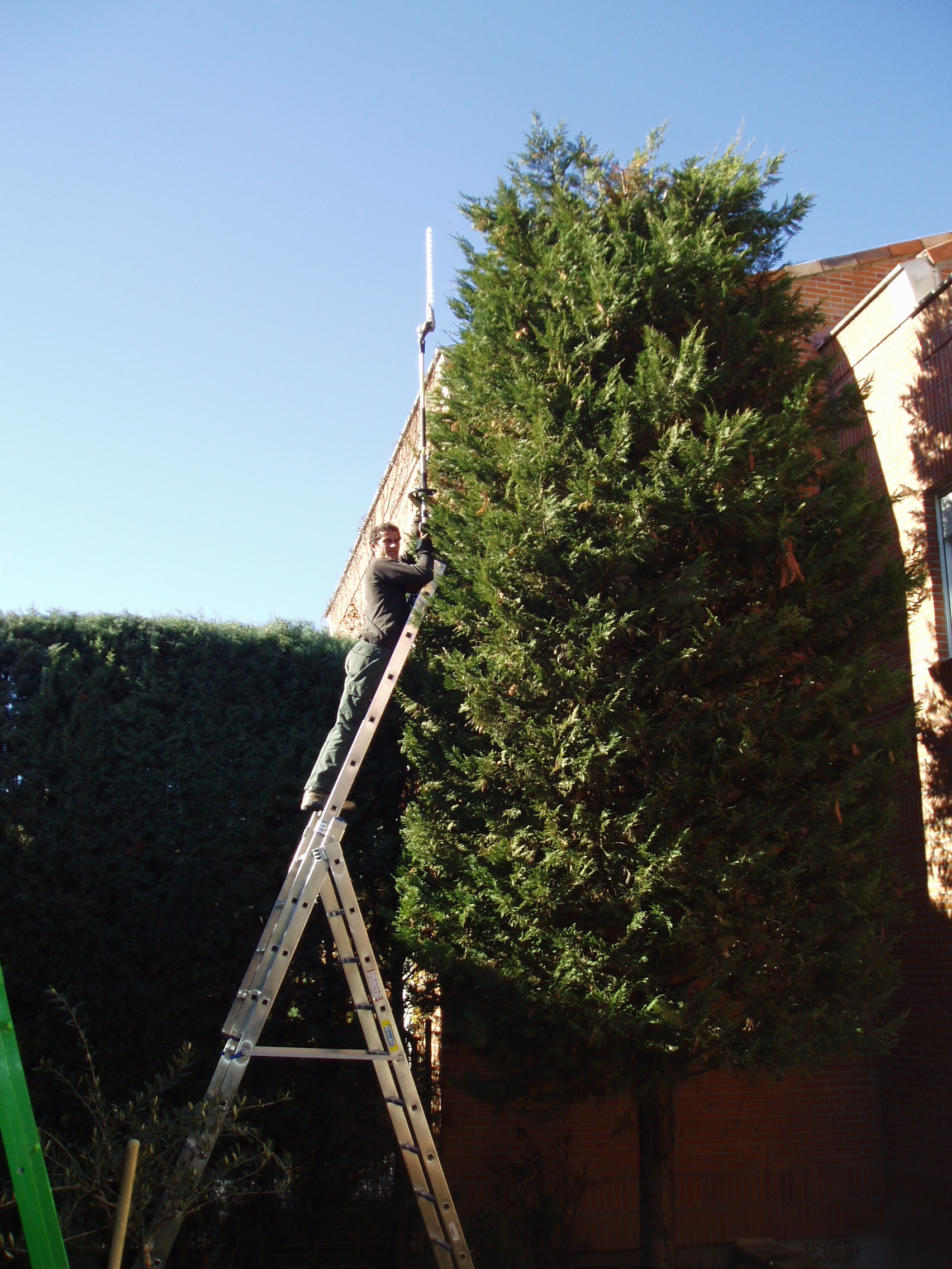 Poda de seto arizónica año 2016