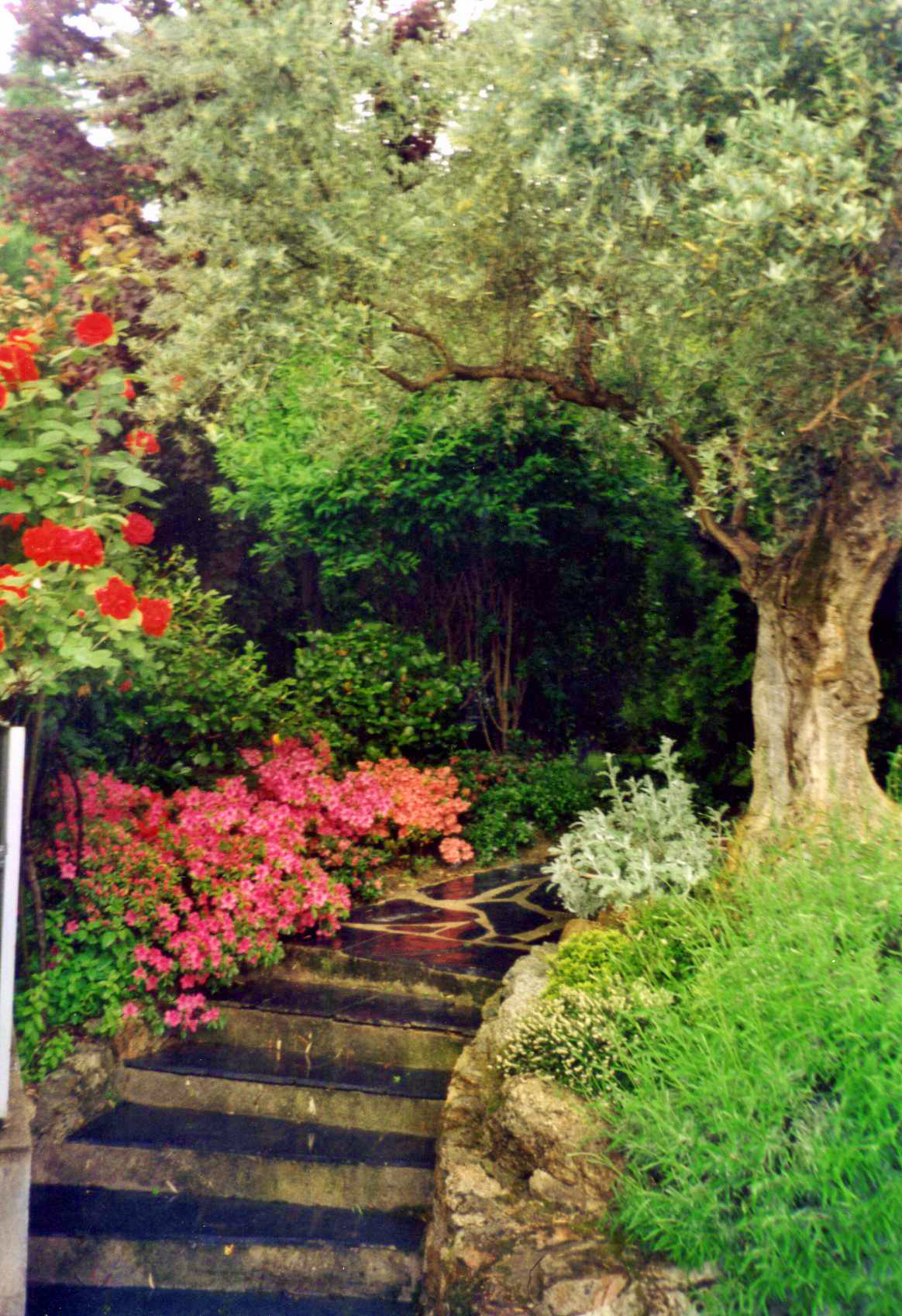 Cuidado detallado del césped