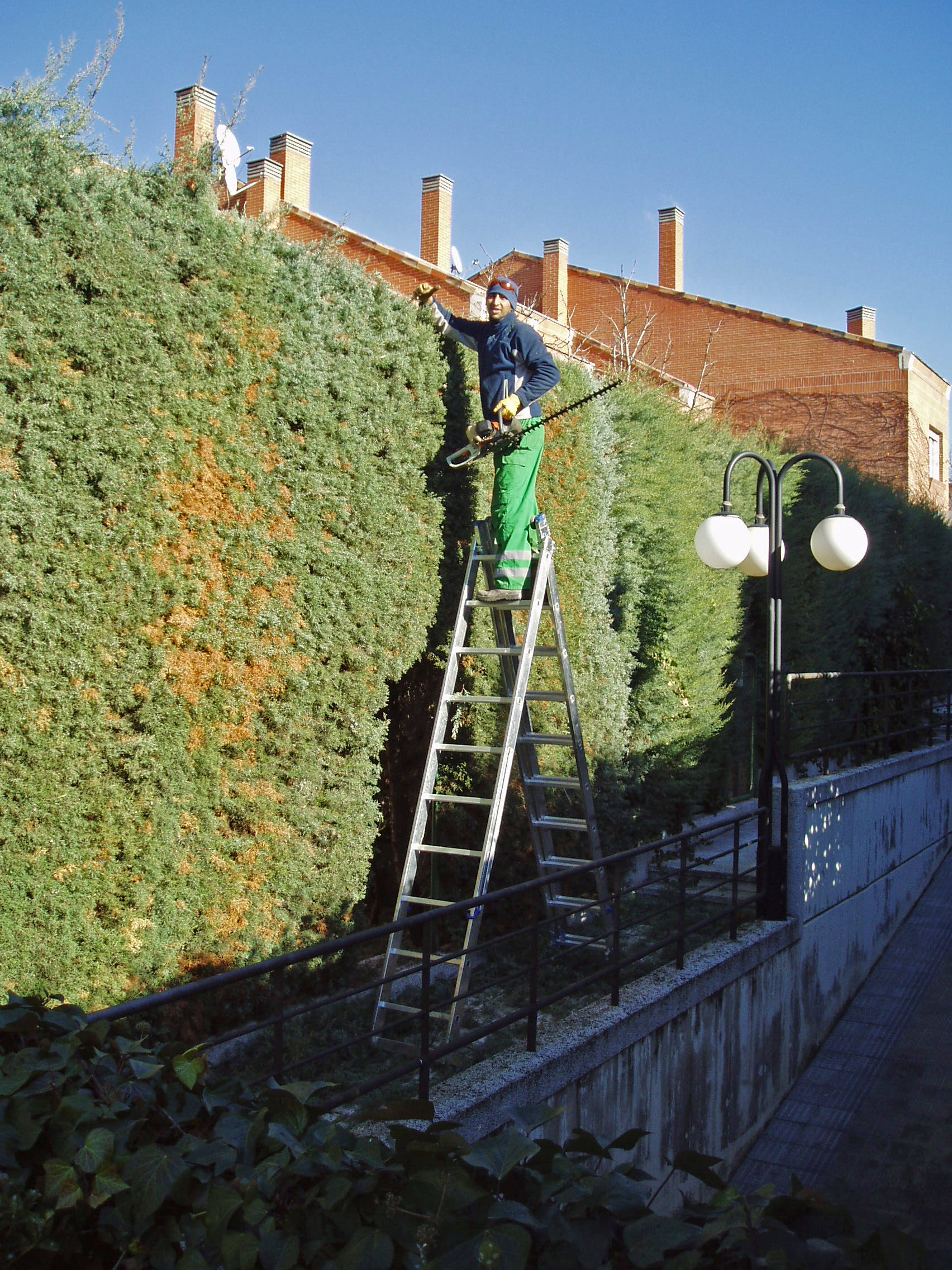 Técnicas de poda de renovación
