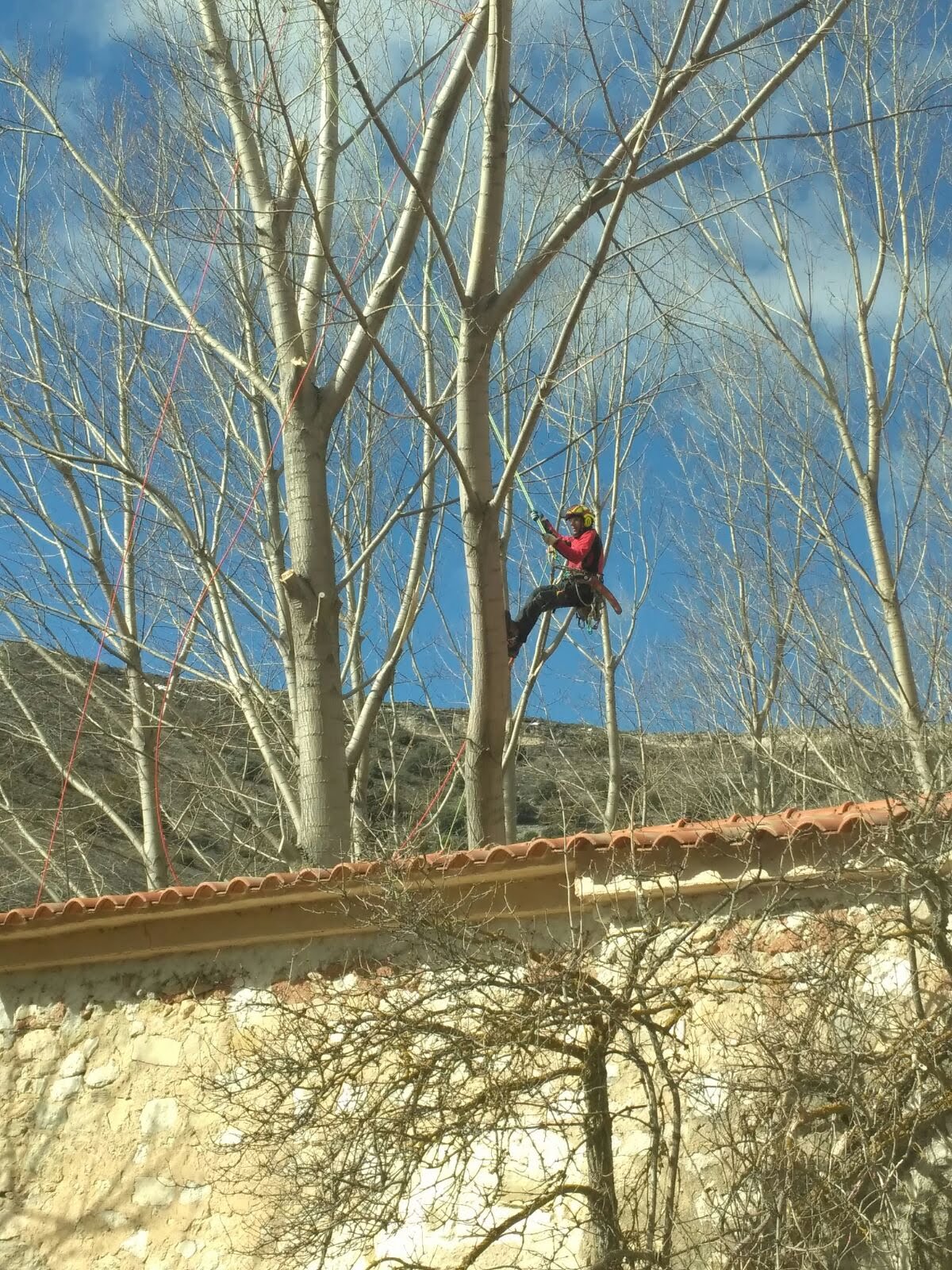 Podador experto en acción