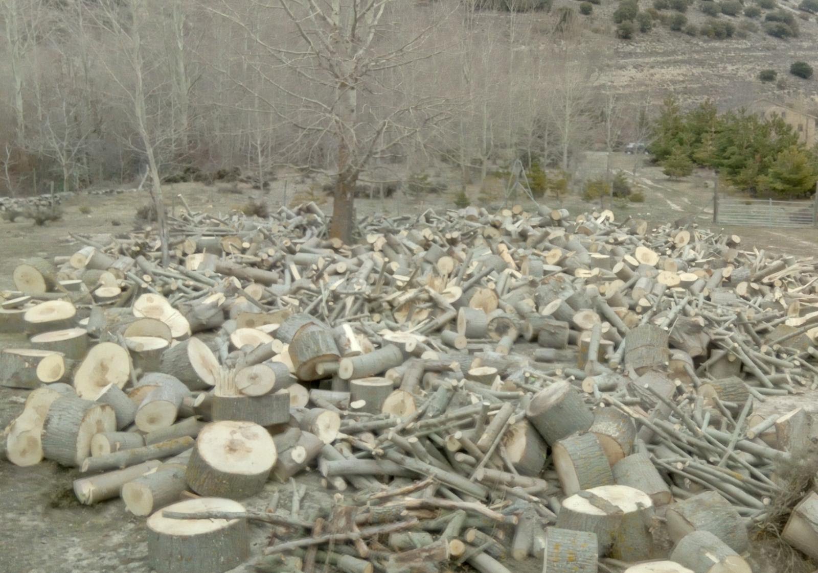 Remoción de cedro caído 2014