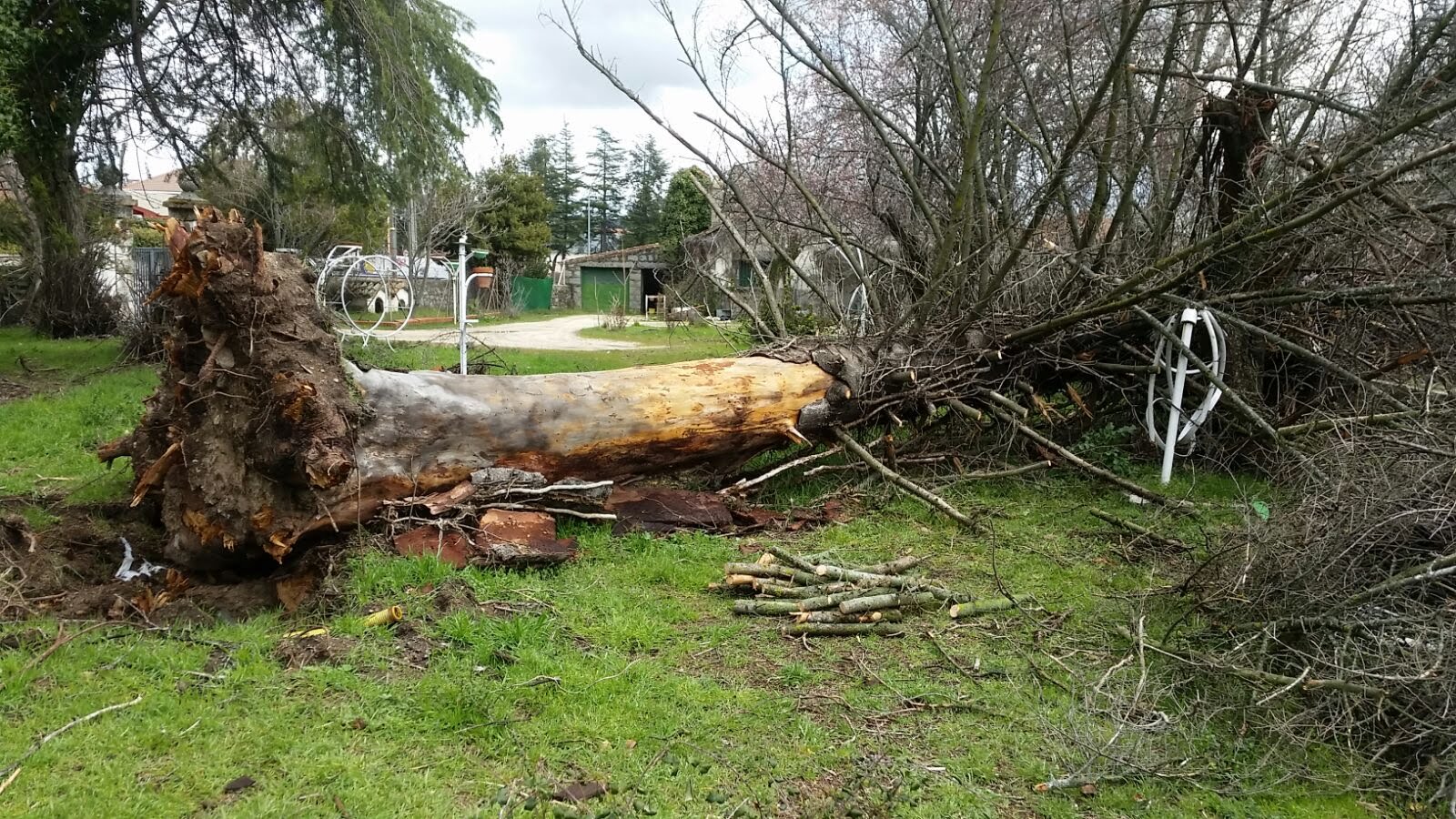 Tala de pinos en Alameda de Osuna