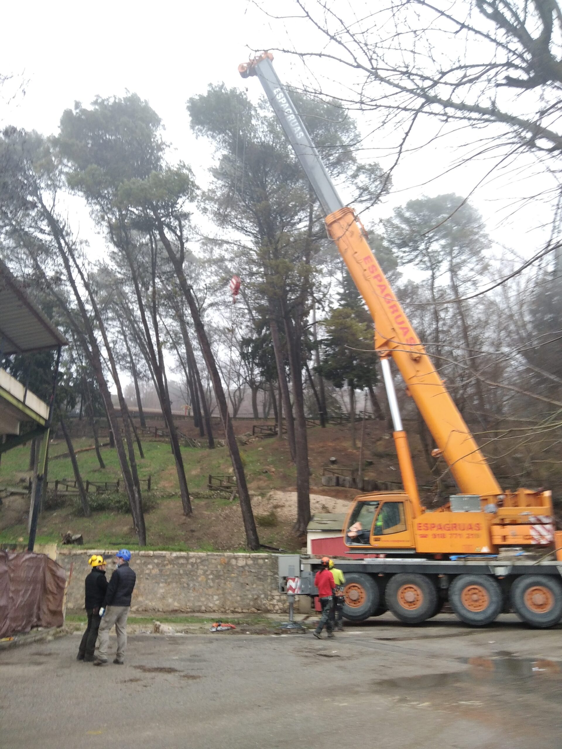 Poda de seto arizónica 2016