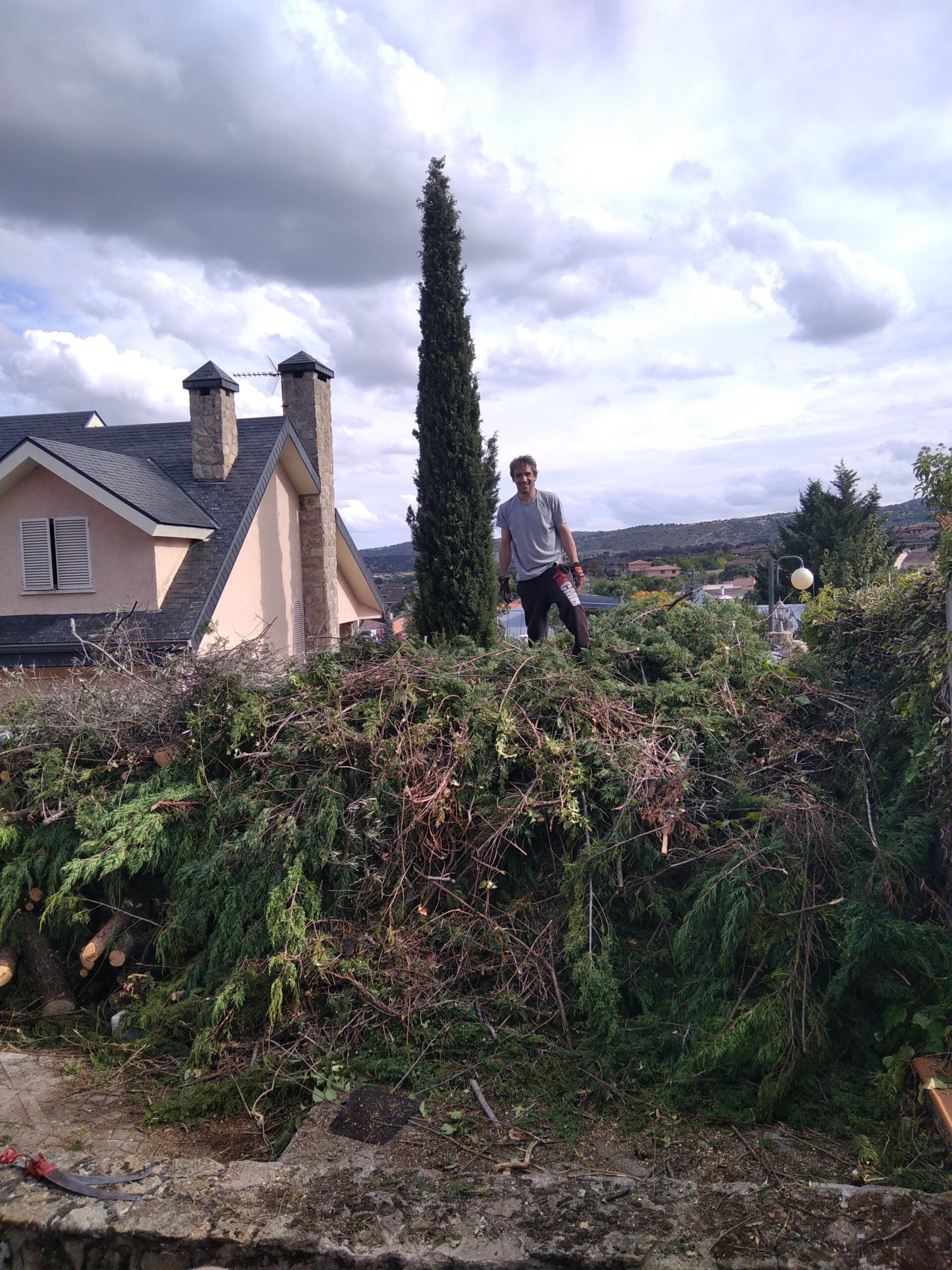 Arizónica podada y mantenida