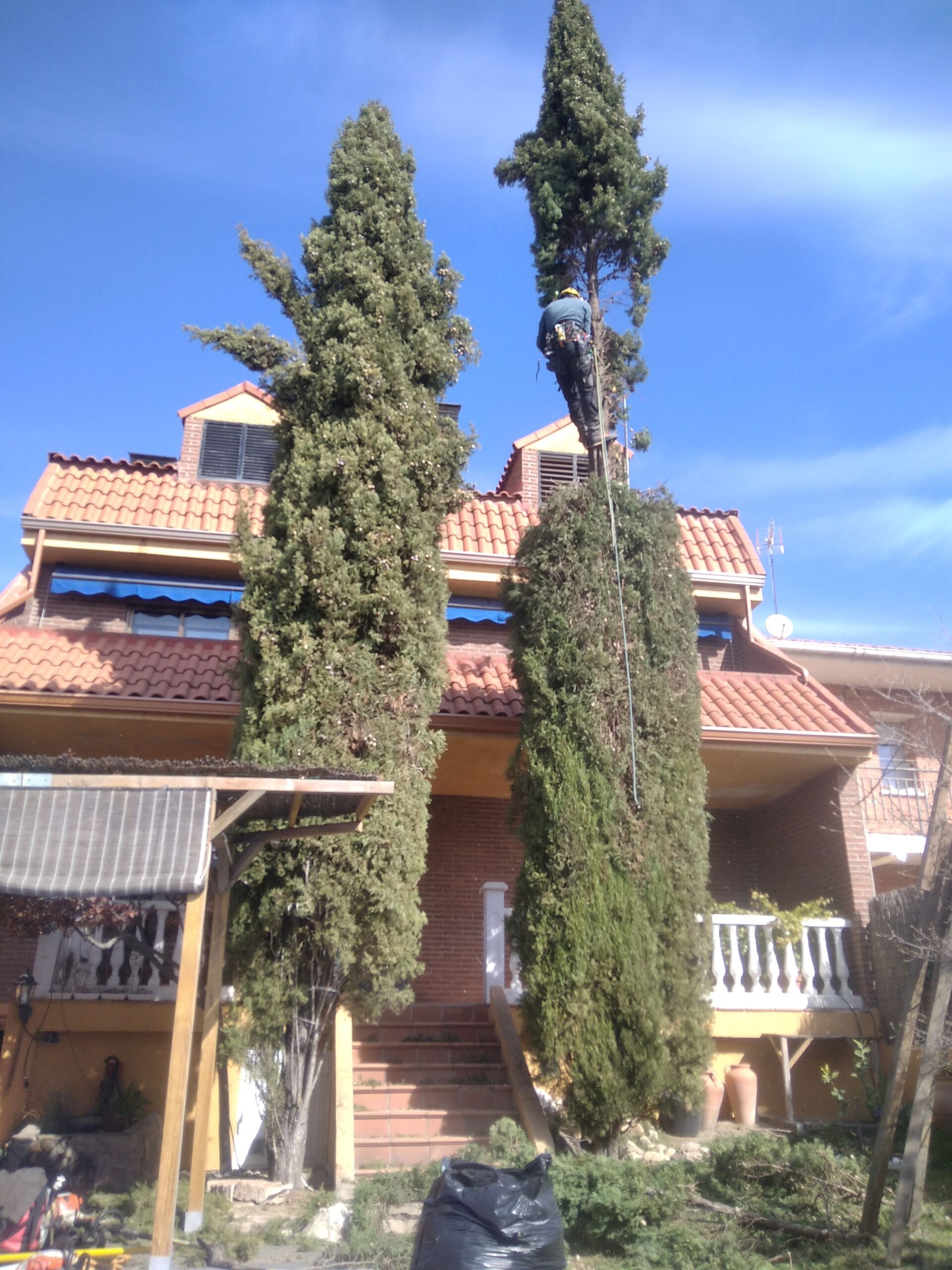 Poda de cipreses en 2021