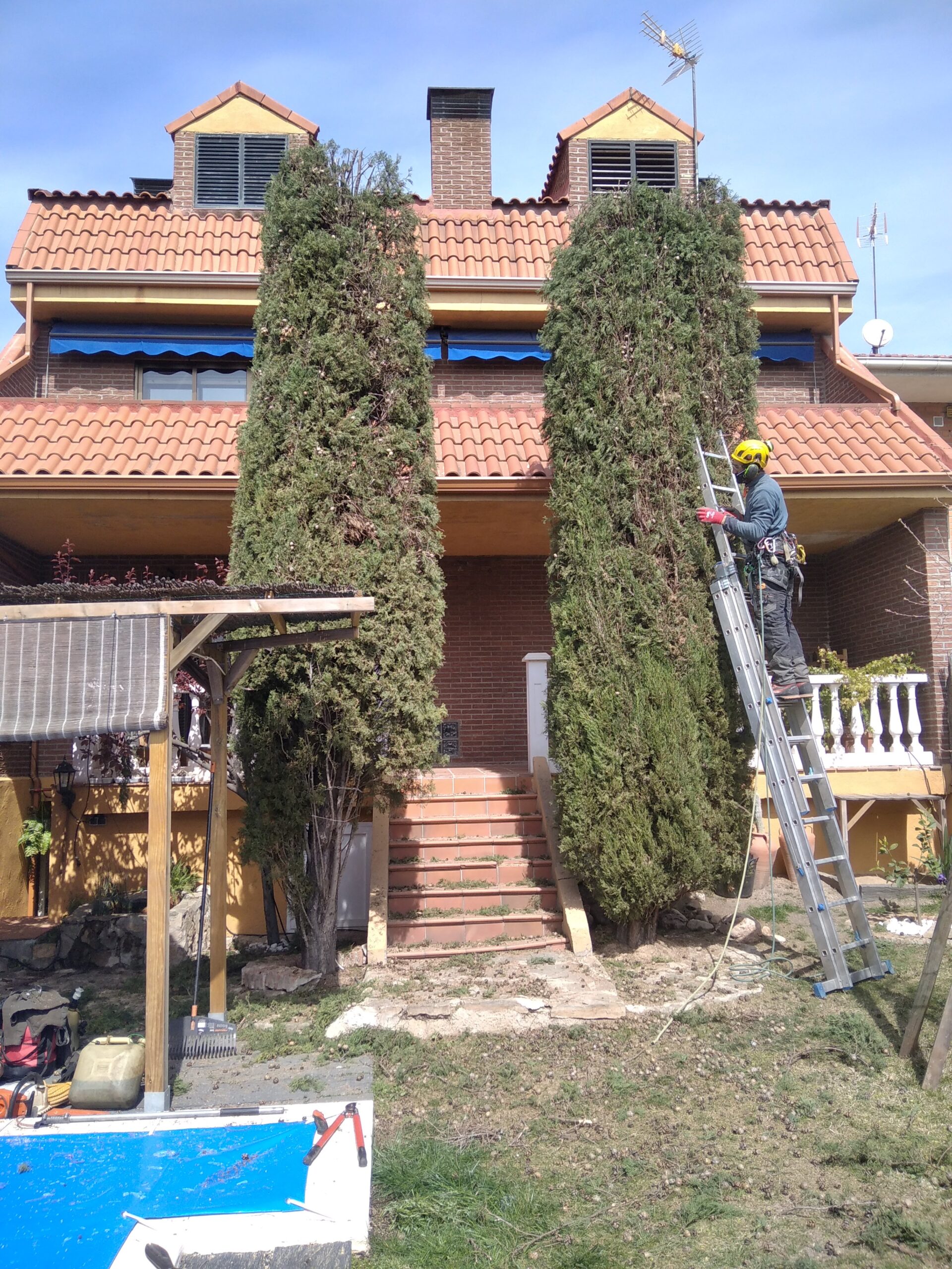 Podando hiedra de jardín