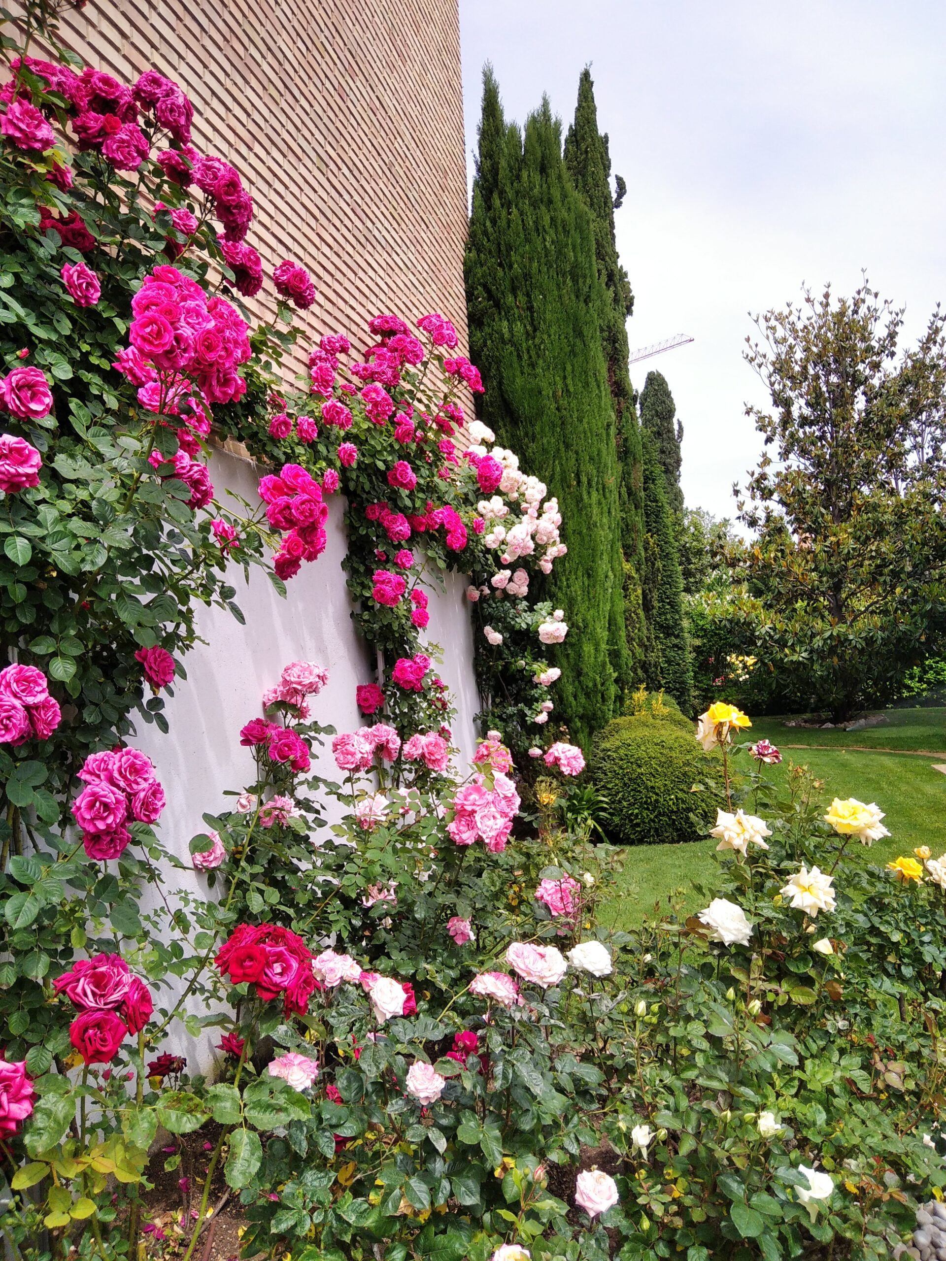 Asesoramiento sobre tratamientos fitosanitarios y corte de setos Asesorando sobre cuidados del jardín