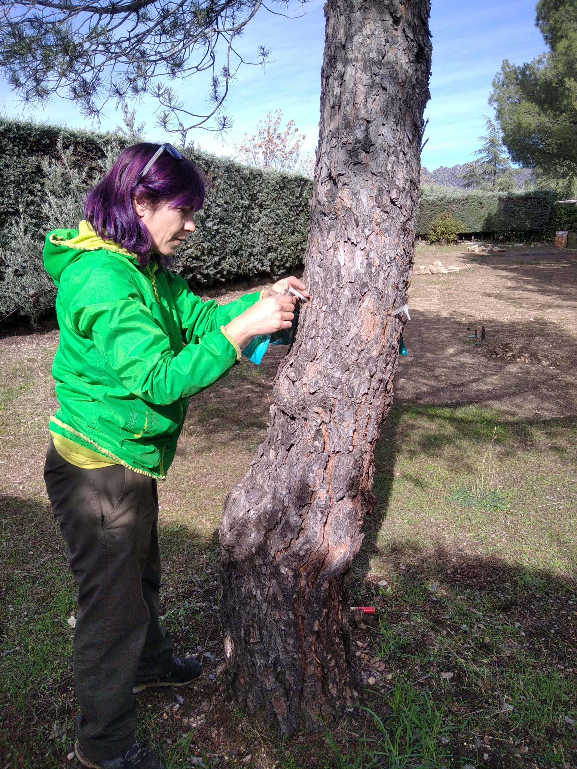 Control de la procesionaria