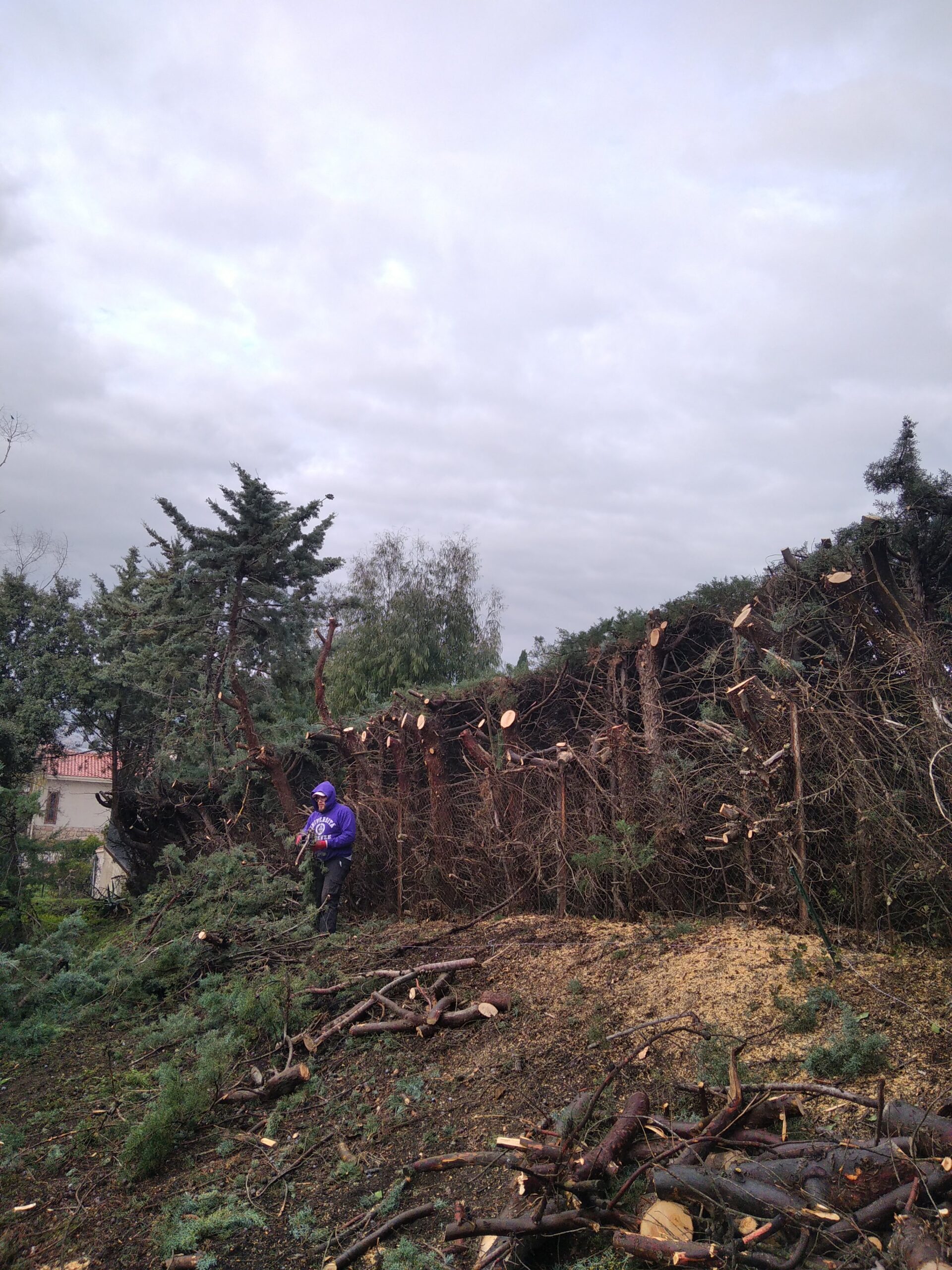 Tala profesional de seto arizónica