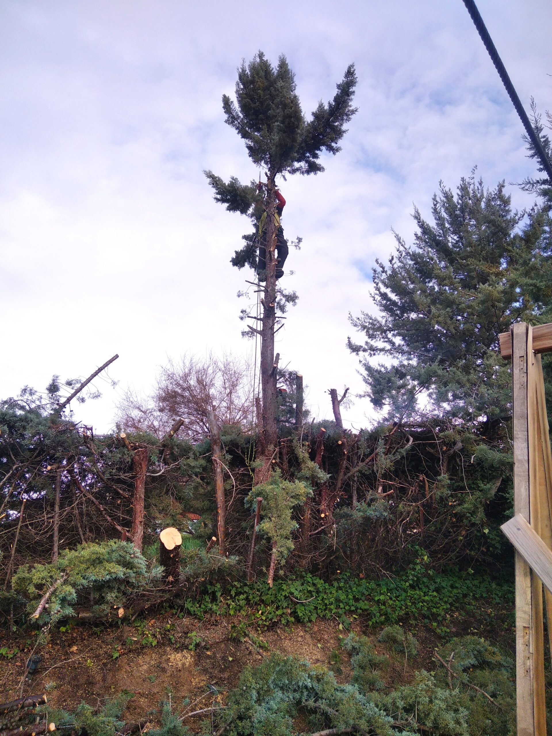 Tala de chopos en Somolinos