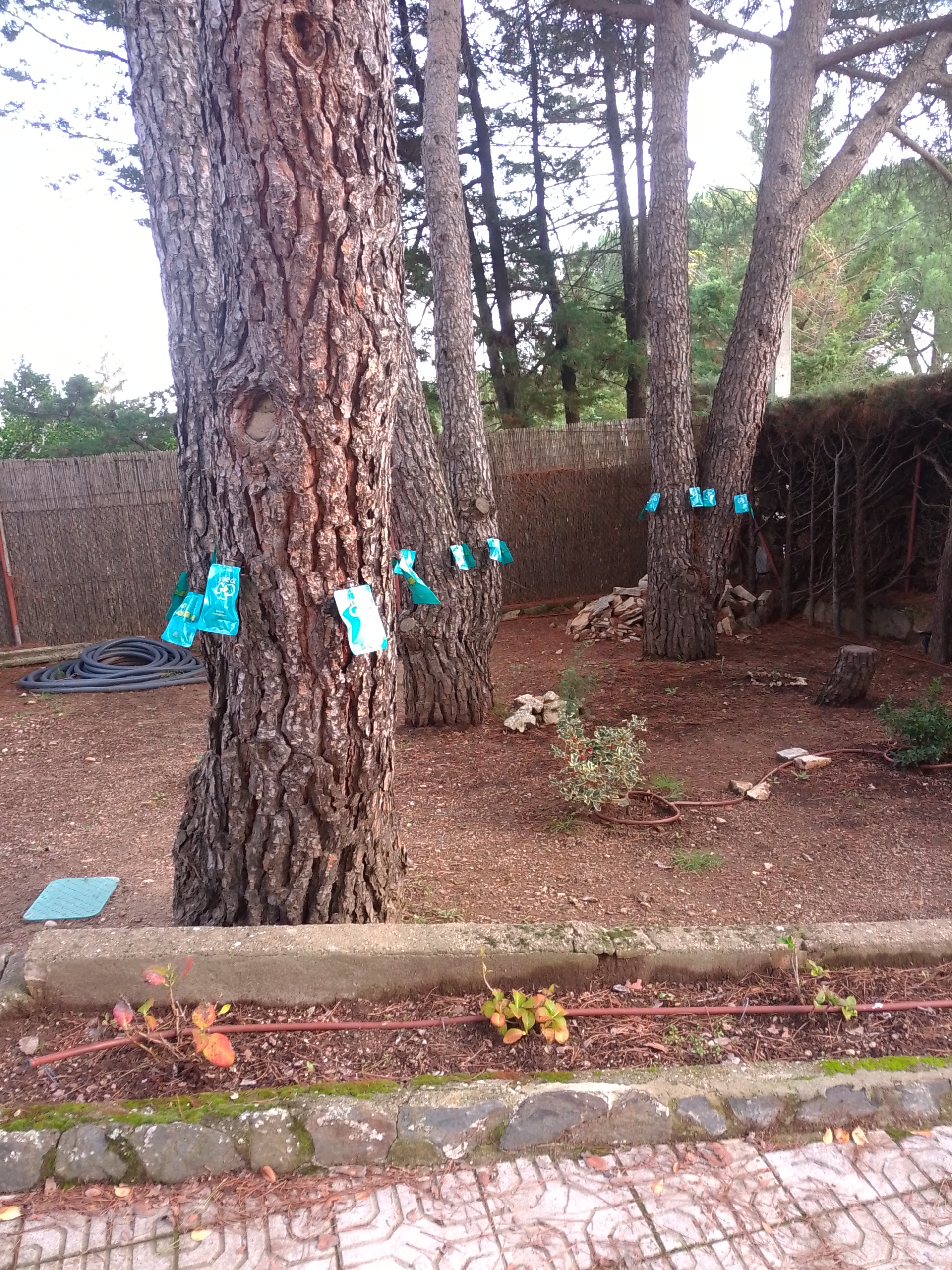 Nido de procesionaria