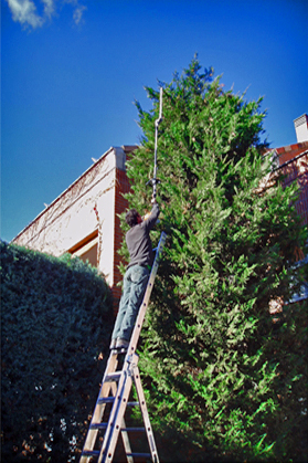 Proceso de perfilado de seto Cupressus Leylandii realizado en el año 2004 Perfilado de seto de Cupressus Leylandii